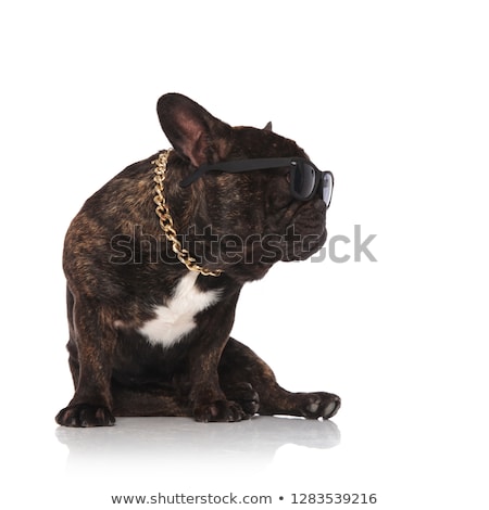 ストックフォト: Seated French Bulldog Wearing Chain And Sunglasses Looks To Side