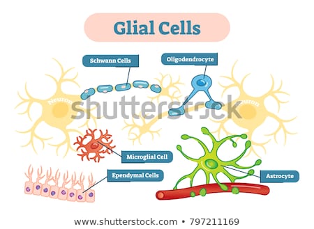 Foto stock: Supporting Cells Neuroglia Or Glial Cells