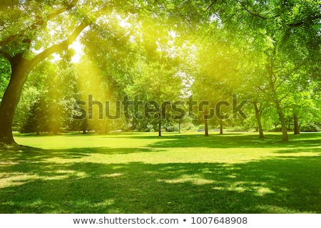 Summer In The Park With Green Trees And Grass Stockfoto © Serg64