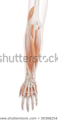 ストックフォト: 3d Rendered Illustration - Lower Arm Muscles