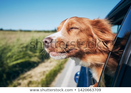 Сток-фото: Dog Window Car