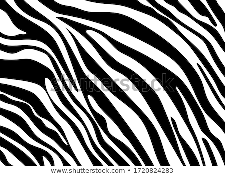 Stok fotoğraf: Zebra Background