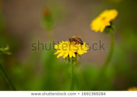 Stock fotó: One Bee On Dandelion