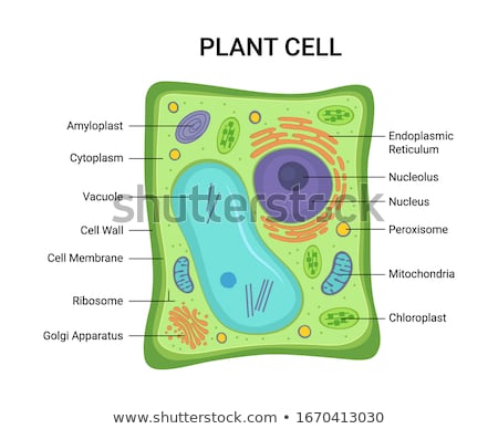 [[stock_photo]]: Chloroplast Structure A Part Of The Plant Cell