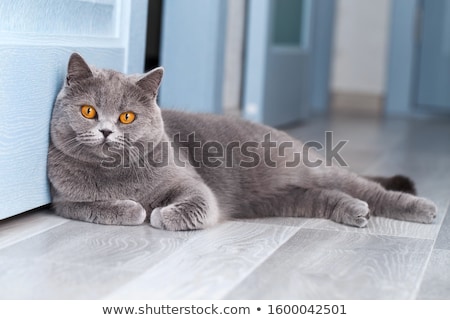 Stockfoto: Blue Female British Shorthair Cat On White