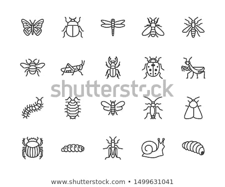 Foto stock: Insect Bug