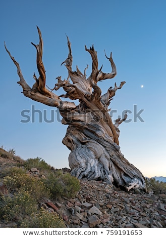 Foto stock: Bristlecone Pine Tree