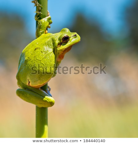 Сток-фото: Tree Frog Climbing On Twig
