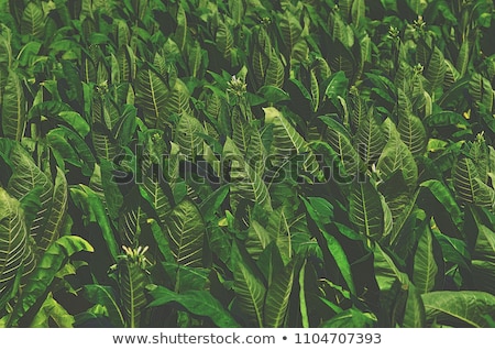 Zdjęcia stock: Tobacco Plants In Field