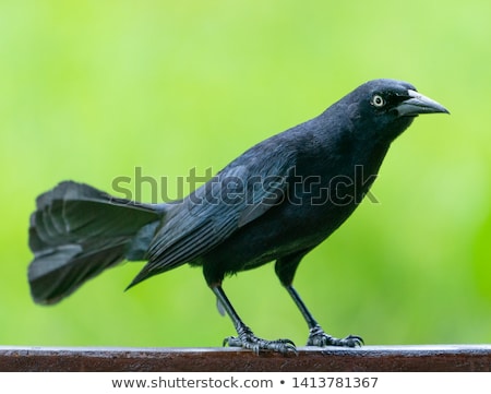 Сток-фото: Carib Grackle Or Greater Antillean Blackbird On Green