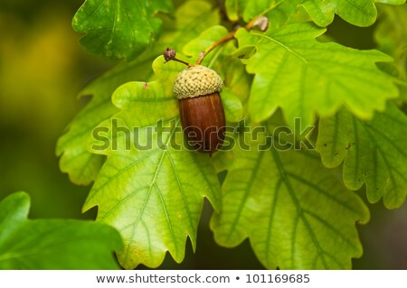 Colorful Oak Tree Leaves Closeup Stock photo © 3523studio