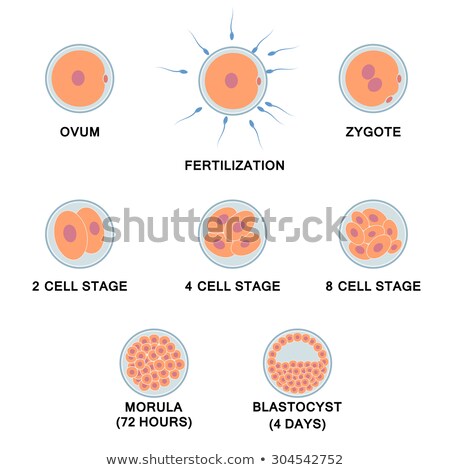 Natural Insemination Sperm And Human Egg Foto d'archivio © Neokryuger