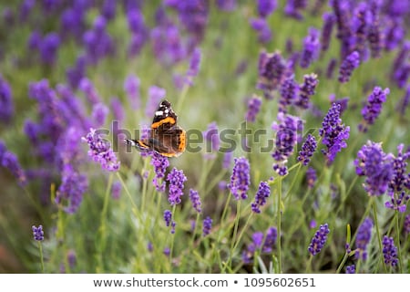 Stock photo: Butterfly At Lavender Bush