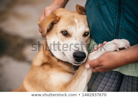 Stok fotoğraf: Homeless Dog To Adopt