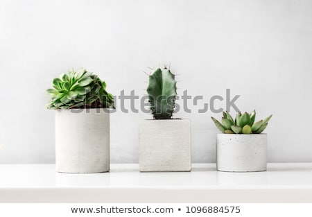 Stock photo: Flower In Pot