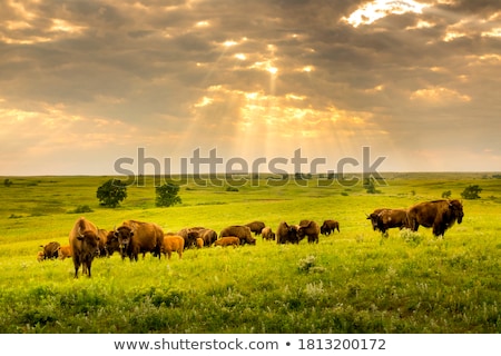 Stockfoto: Bison