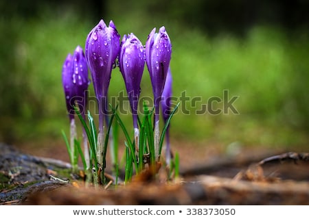 Сток-фото: Purple Crocus Flower Macro Closeup