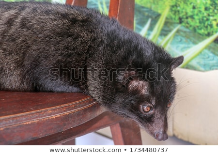 Foto d'archivio: Kopi Luwak Asian Palm Civet Caffee Eyes Closeup Most Expensive Coffee Animal Banner Long Format