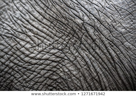 Stock photo: Elephant Skin