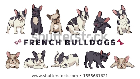 Foto stock: French Bulldog