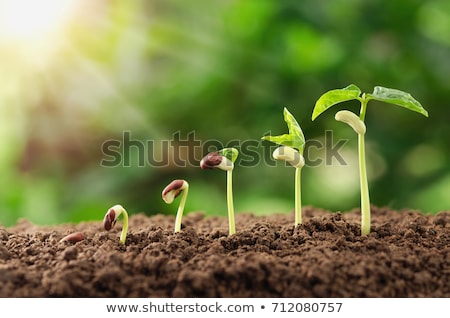 ストックフォト: Seedling Growth Planting Trees Watering A Tree Natural Light