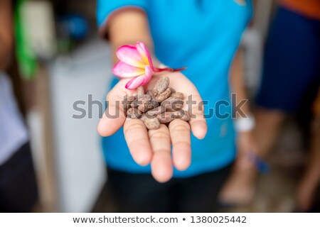 ストックフォト: Raw Cacao Beans With Balinese Frangipani Flower In The Hand