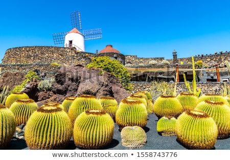 Foto stock: Lanzarote Landscape