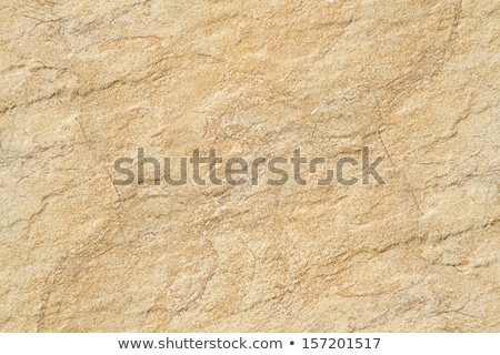ストックフォト: Fossil In Sand Stone