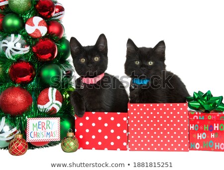 Сток-фото: Cute Kitten Sitting Next To A Christmas Ornament On A White Back