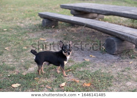 Stock fotó: Black Chihuahua