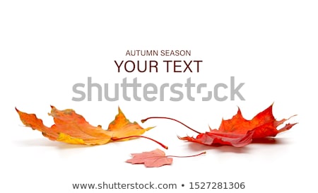 [[stock_photo]]: Frame Of Maple Leafs