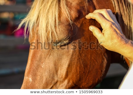 Stock photo: Man Stroking The Nose Of A Horse