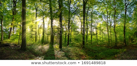 Floresta iluminada pelo sol Foto stock © Smileus