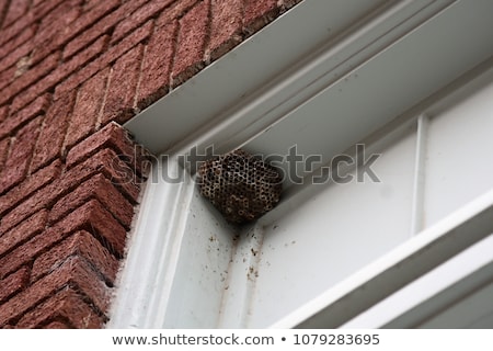 ストックフォト: Wasps Nest