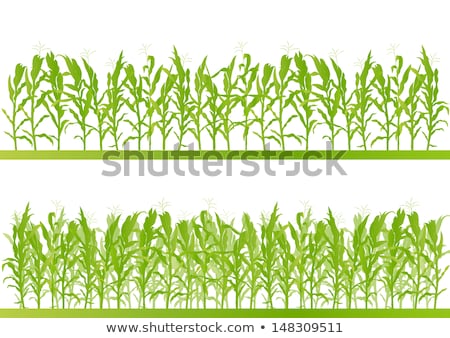 Foto stock: Corn Field In Detail