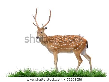 Stock photo: Sika Deer With Green Grass Isolated