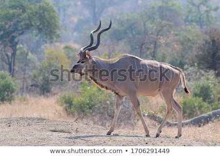 ストックフォト: Reater · Kudu · Tragelaphus · Strepsiceros