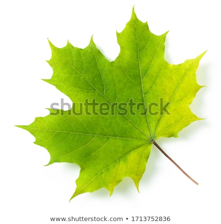 Stok fotoğraf: Green Maple Leaves