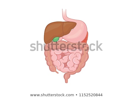 Foto d'archivio: The Liver Function In The Digestive System