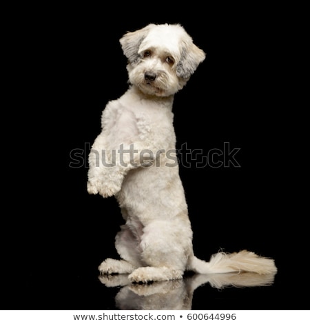 Stock photo: An Adorable Mixed Breed Dog Standing On Two Legs