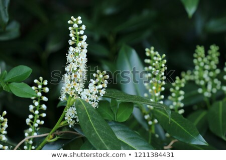 Stok fotoğraf: Blossoms Of An Evergreen Cherry Laurel Bush