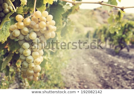 Stock photo: White Grapes In The Vineyard
