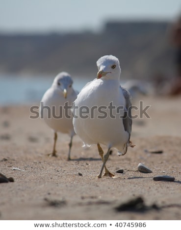 Stock photo: California Gull Walking At The Beach