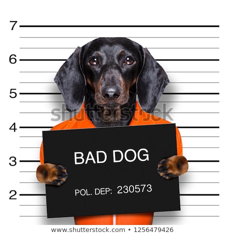 Stock photo: Dachshund Police Mugshot