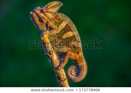 Stock photo: Big Iguana Lizard In Terrarium - Animal Background