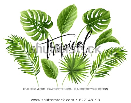 Foto stock: Palm Leaf Vector Illustration