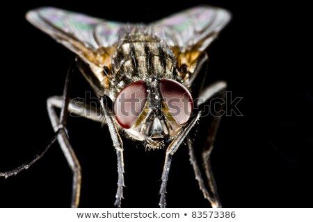 Stok fotoğraf: Horse Fly With Black Background