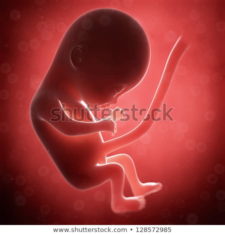 [[stock_photo]]: 3d Rendered Illustration - Human Fetus Month 4