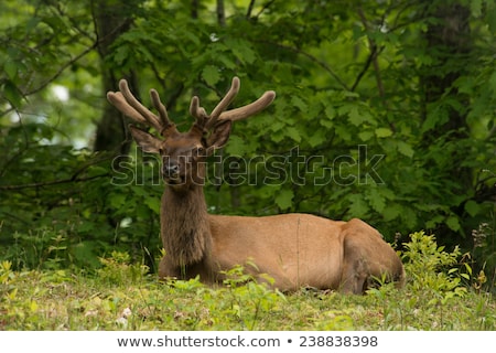 Stock photo: Elk Resting On A Meadow In Great Smoky Mountains