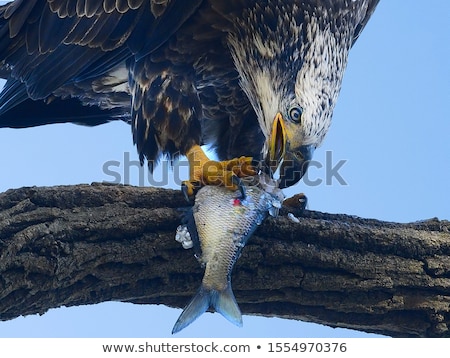 ストックフォト: Bald Eaten Trees